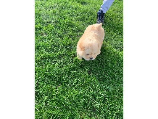 Δύο όμορφα κορίτσια Chow Chow